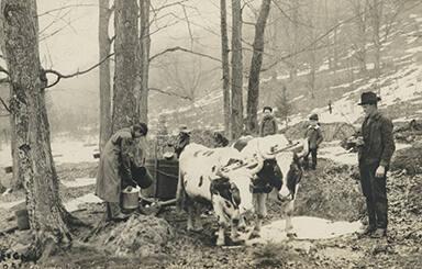 Gathering Sap with a Team of Oxen