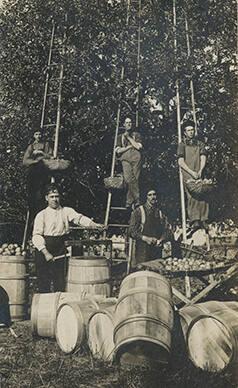 Picking Apples