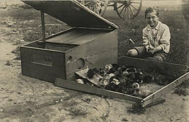 Boy with Baby Chickens