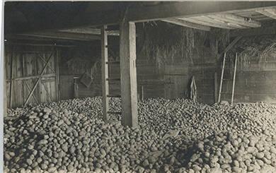 Potato Cellar