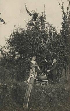 Husband and Wife Picking Pears