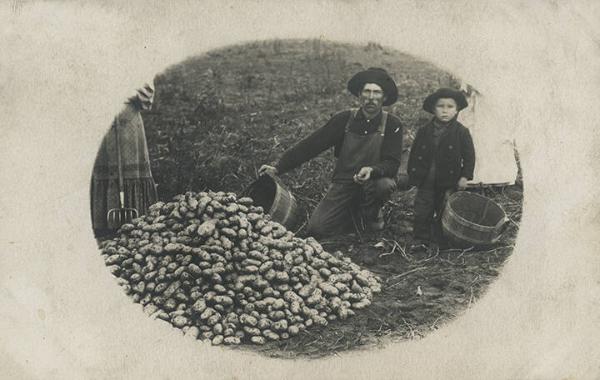 Potato Harvest
