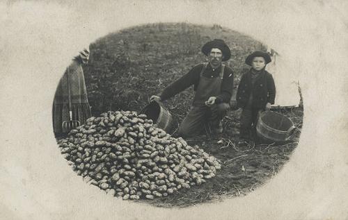 Potato Harvest