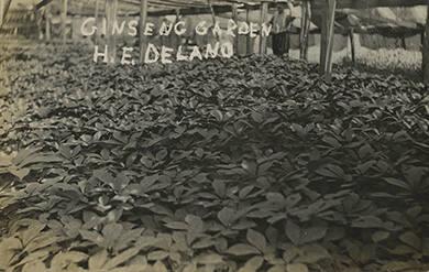 H.E. Delano's Ginseng Garden