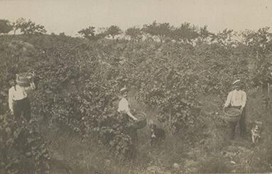 Harvesting Grapes in Geneva, NY