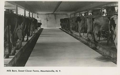 Dairy Cows in a Barn