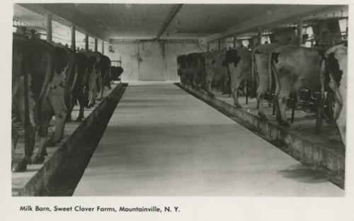 Dairy Cows in a Barn