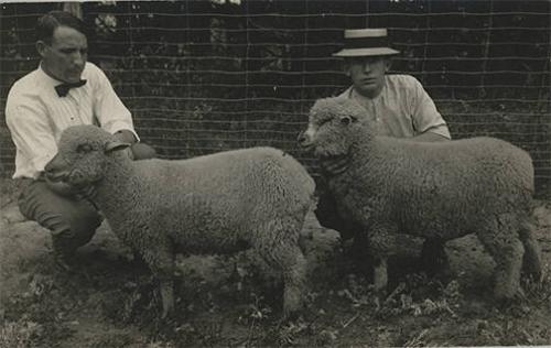 Prize Sheep