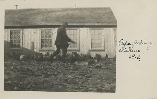 Feeding Chickens in Herkimer County, NY