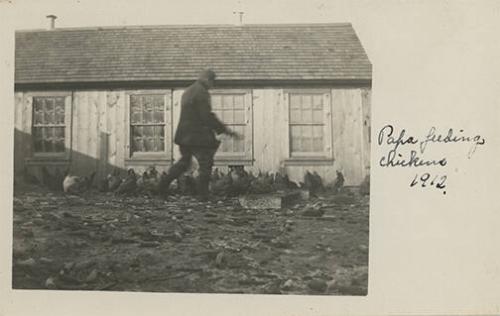 Feeding Chickens in Herkimer County, NY