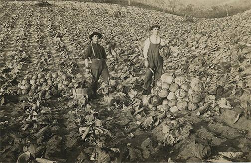 Cabbage Field in Cuba, NY