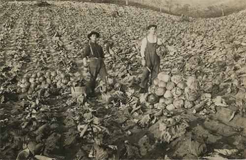 Cabbage Field in Cuba, NY