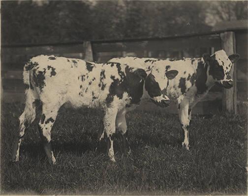 Portrait of Two calves