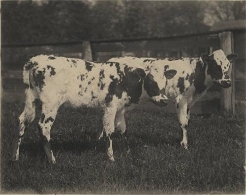 Portrait of Two calves