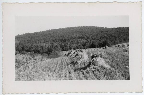 Hay or Grain Stacks in Field