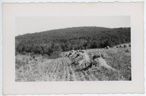 Hay or Grain Stacks in Field