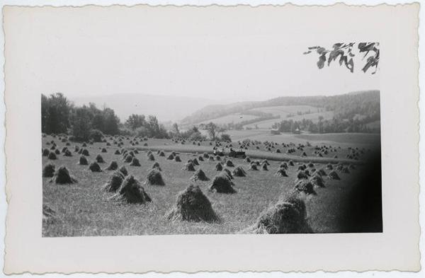 Cut Grain in a Field