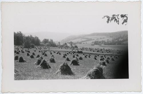 Cut Grain in a Field