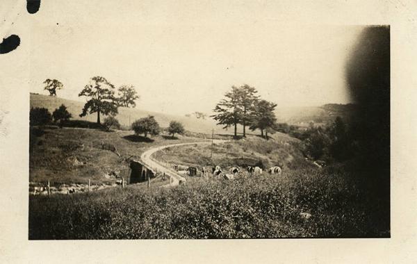 Cows near Nineveh Junction, NY