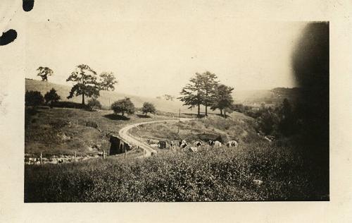 Cows near Nineveh Junction, NY
