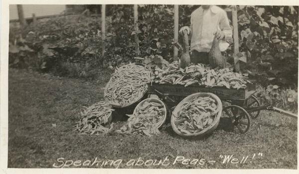 Harvest of Peas