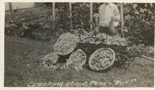 Harvest of Peas