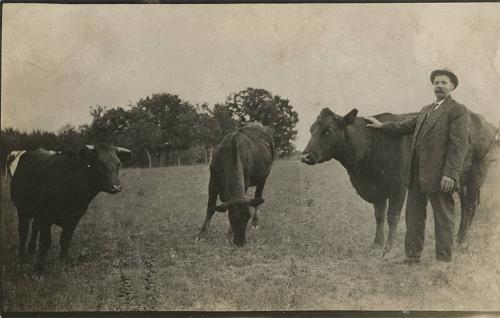 Man with Beef Cattle