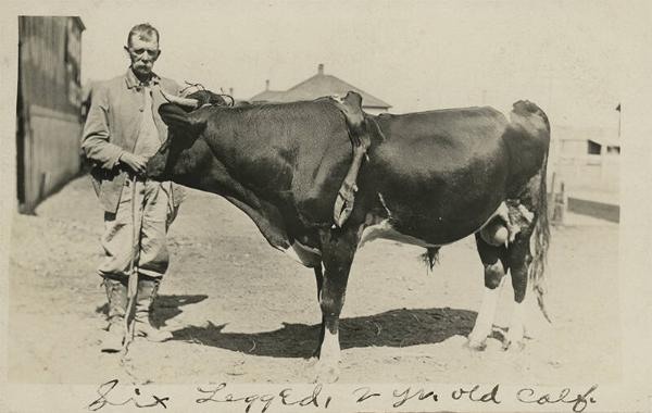 Six Legged Cow