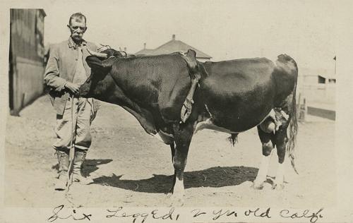 Six Legged Cow