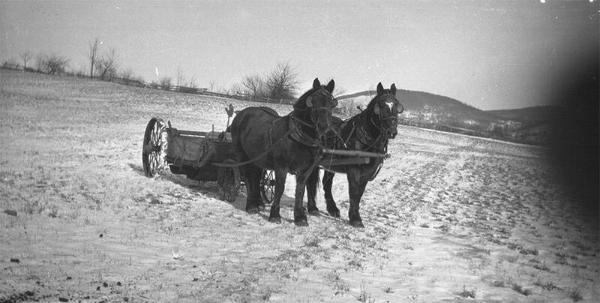 Team of Horse and Manure Spreader