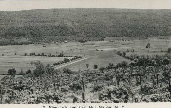 Vineyards in Naples, NY - East Hill