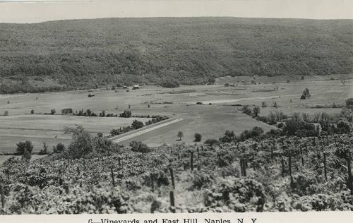 Vineyards in Naples, NY - East Hill