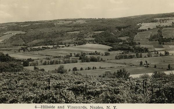Vineyards in Naples, NY