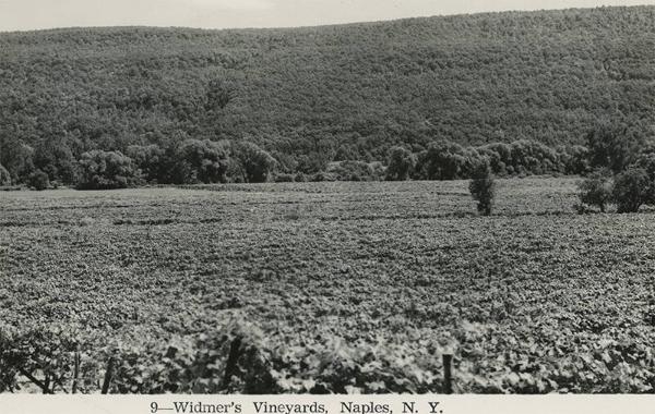 Windmer's Vineyards in Naples, NY
