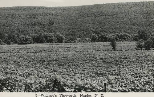 Windmer's Vineyards in Naples, NY