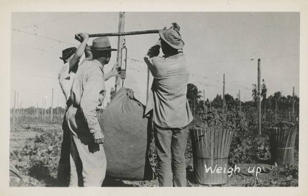 Weighing Hops