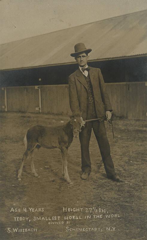 The Smallest Horse in the World