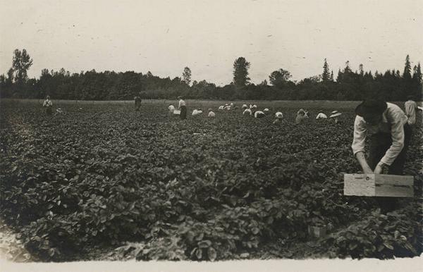 Harvesting Bush Beans