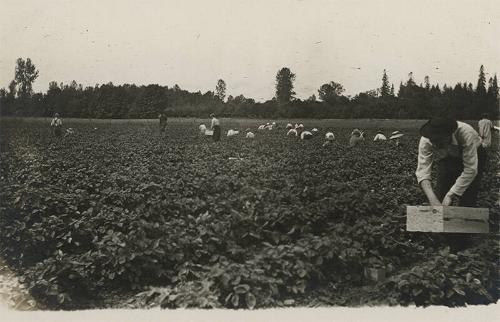 Harvesting Bush Beans