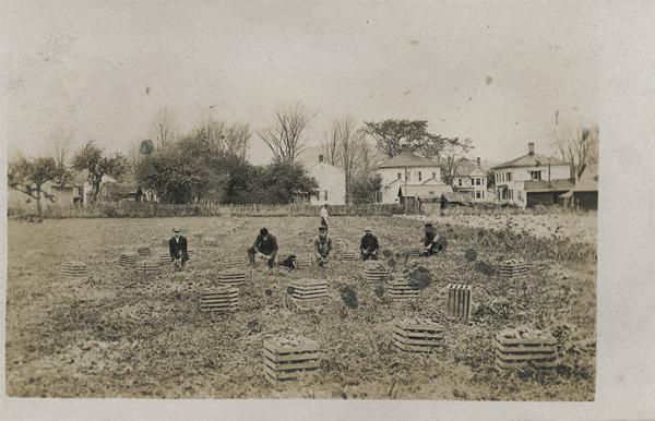 Harvesting Onions on Long Island