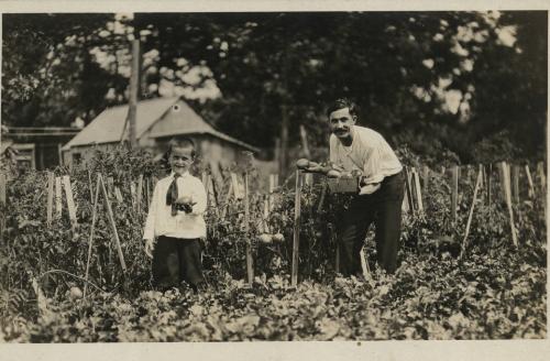 Picking Tomatoes on Long Island