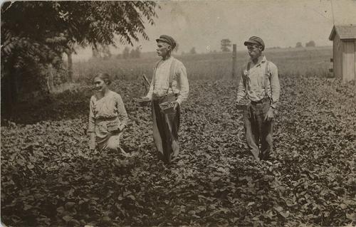 Picking Strawberries on Long Island