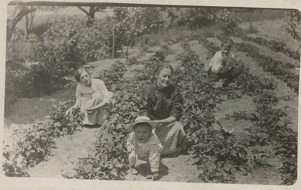 Strawberry Picking in Suffolk County, NY