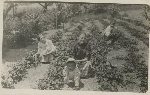 Strawberry Picking in Suffolk County, NY