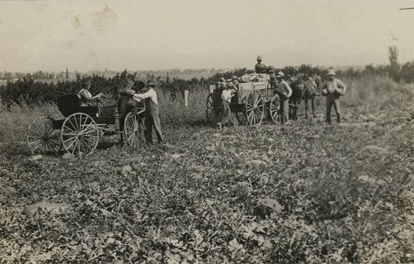 Picking Watermelons in Suffolk County, NY