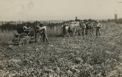 Picking Watermelons in Suffolk County, NY