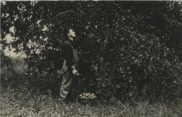 Picking Apples on Long Island