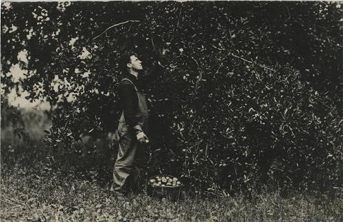 Picking Apples on Long Island