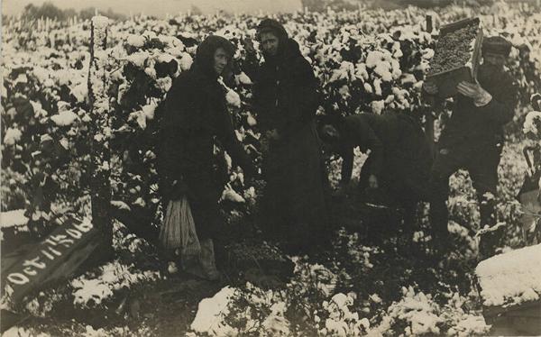 Picking Grapes in Winter