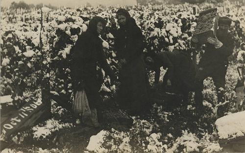 Picking Grapes in Winter